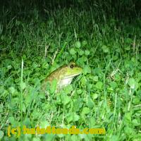 /home//u458753944/public_html/sourcegallery/////Frogs/More bullfrogs/P9110725.JPG